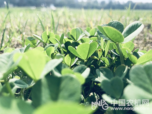 新疆关于定西市三牛千赢国际城制造有限公司CG-430型割草机有关违规问题处理决定的通知