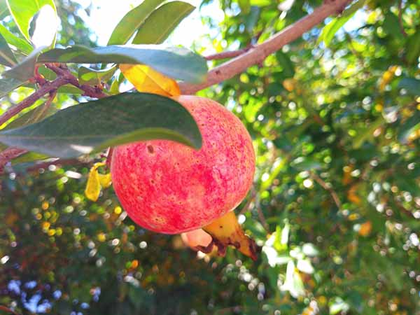 2019年果菜茶有机肥替代化肥技术指导意见